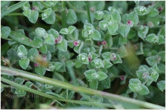Indigofera cordifolia